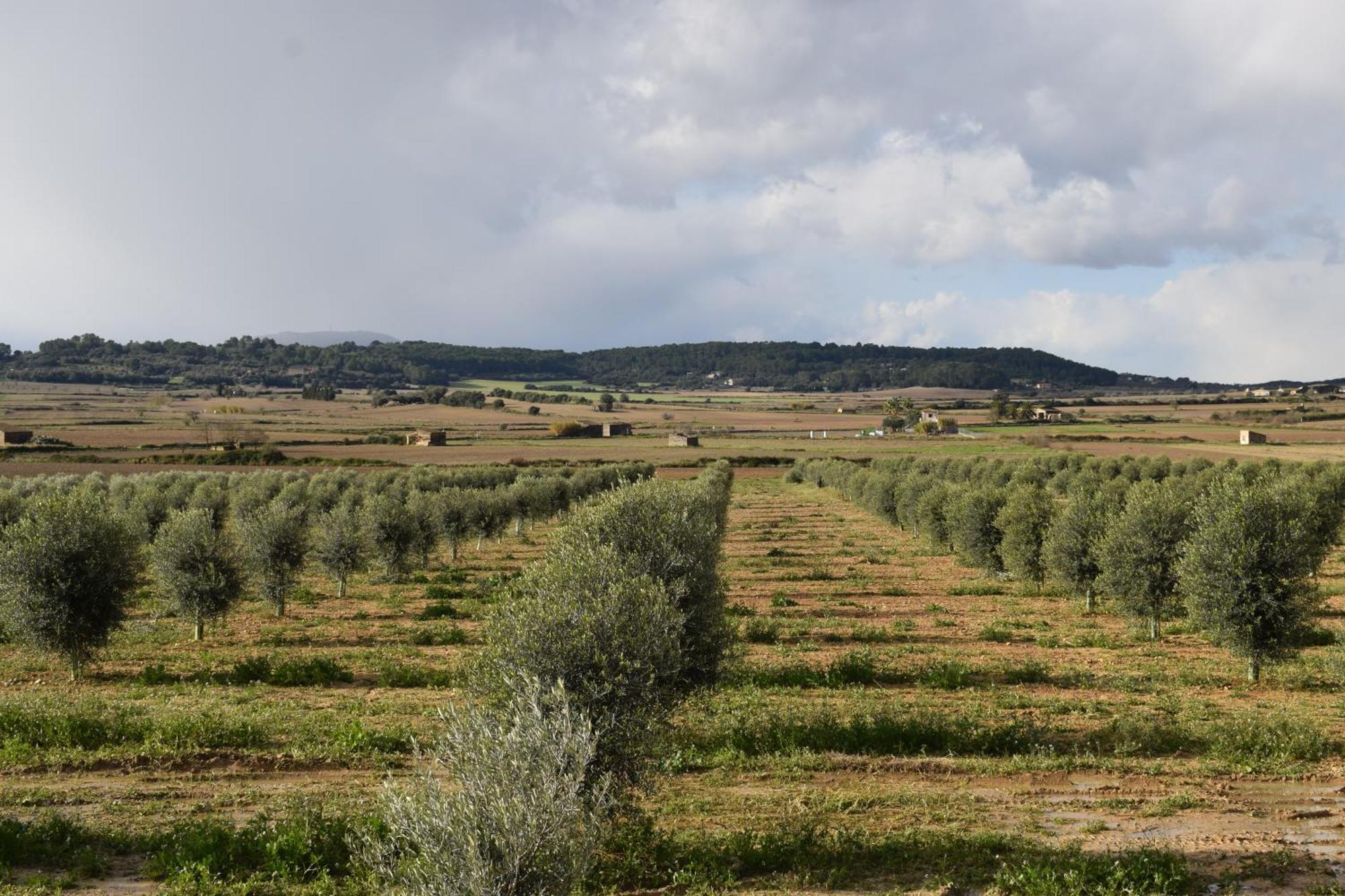 Agroturisme Gossalba Sant Joan 객실 사진